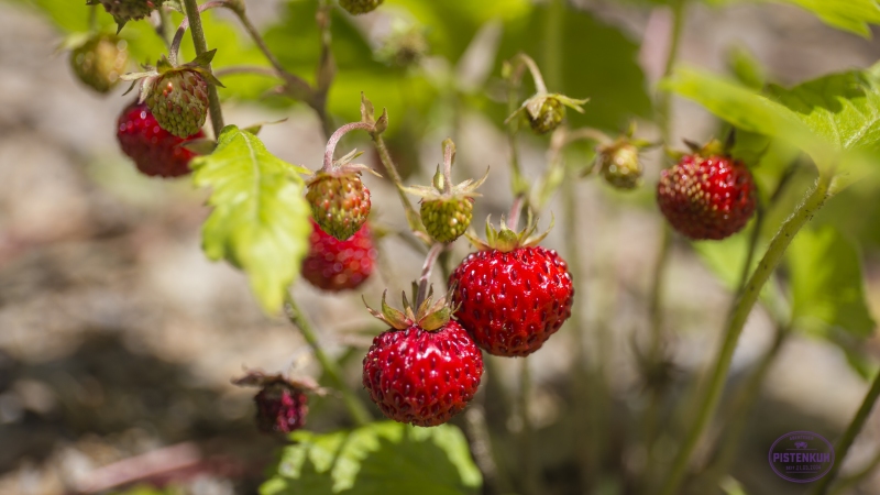 albanien-teht-erdbeeren