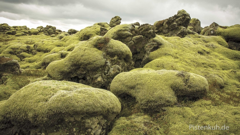Island-Moos-Vulkangestein