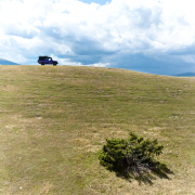 abruzzen-defender-strauch