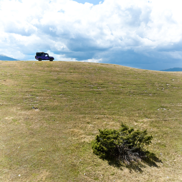 abruzzen-defender-strauch