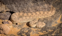 mauretanien