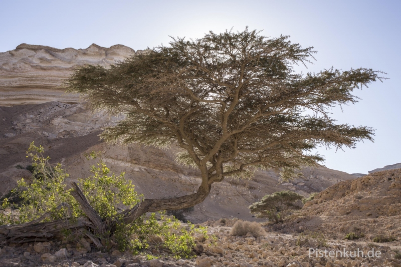 Oman-Baum