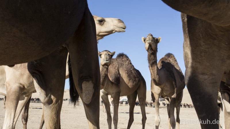 Oman-Dromedare