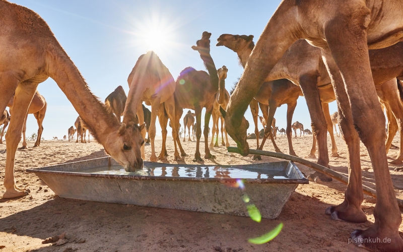 oman-dromedar3
