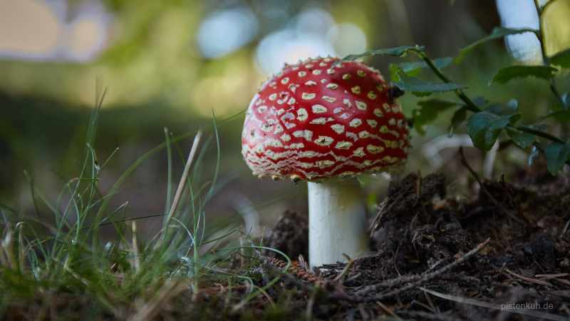 fliegenpilz