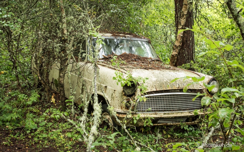autos-im-wald-2