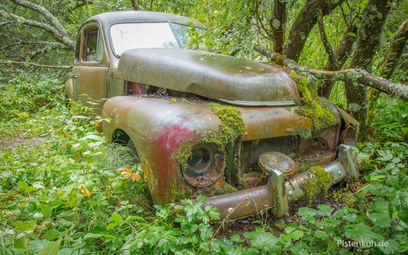 autos-im-wald