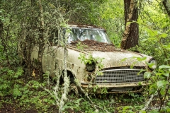 autos-im-wald-2