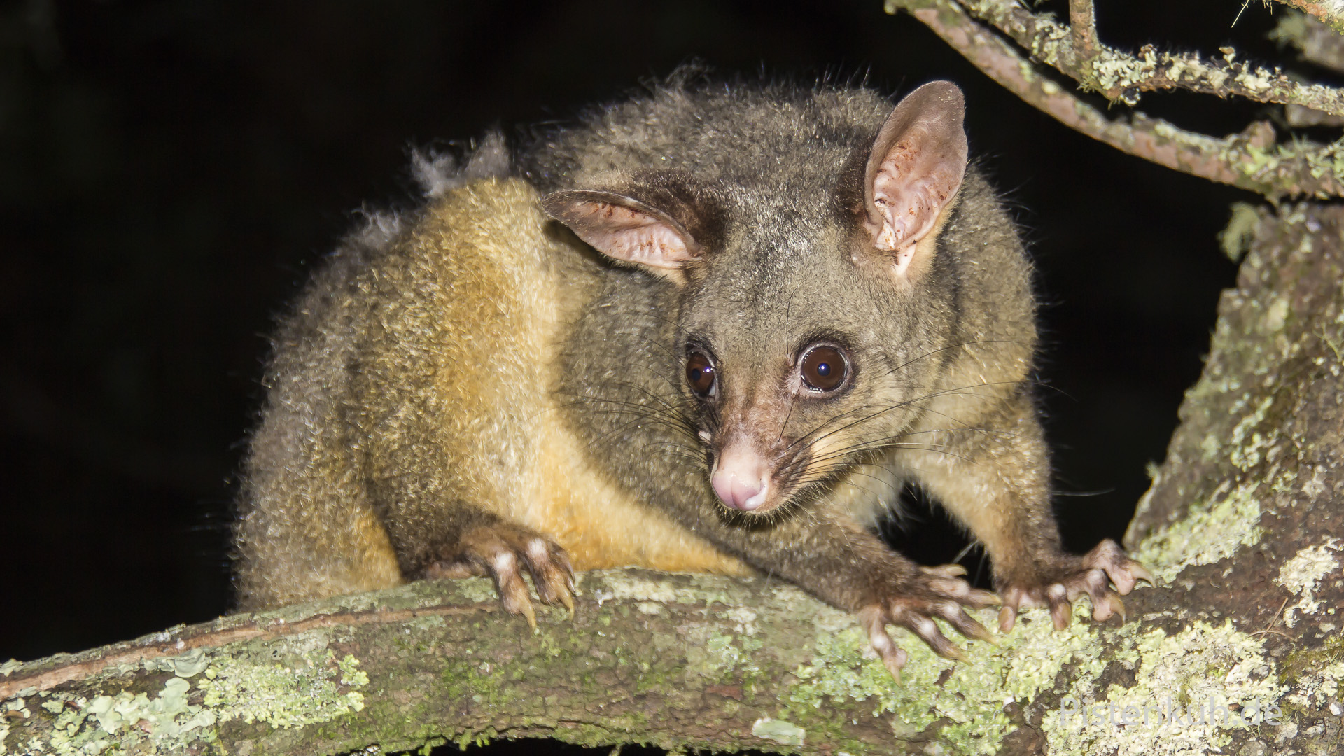 Opossum in den Wäldern Australiens